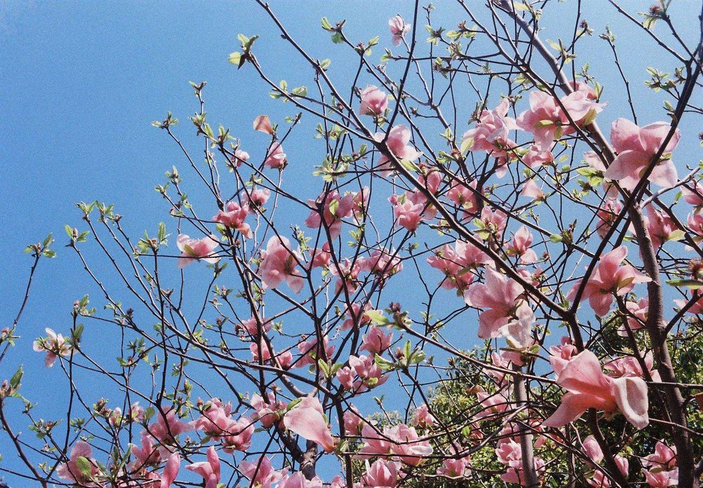 Фотокамера Rollei 35 B