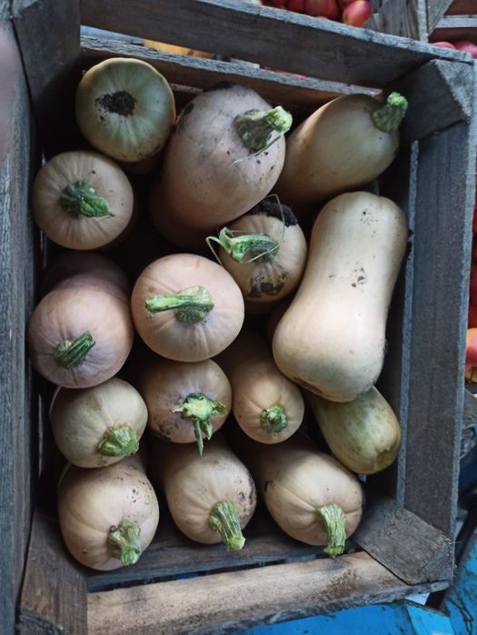 Dynia Piżmowa ekologivzna natura 2000