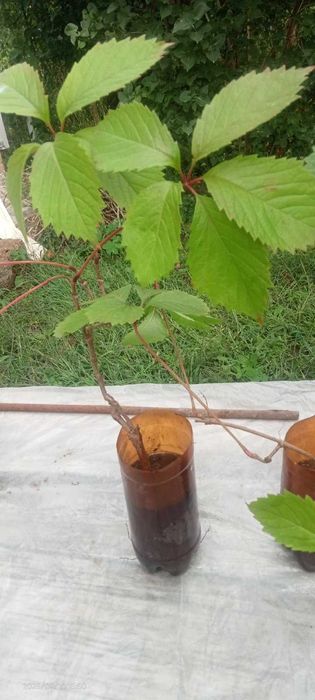 Девичий (дикий) виноград