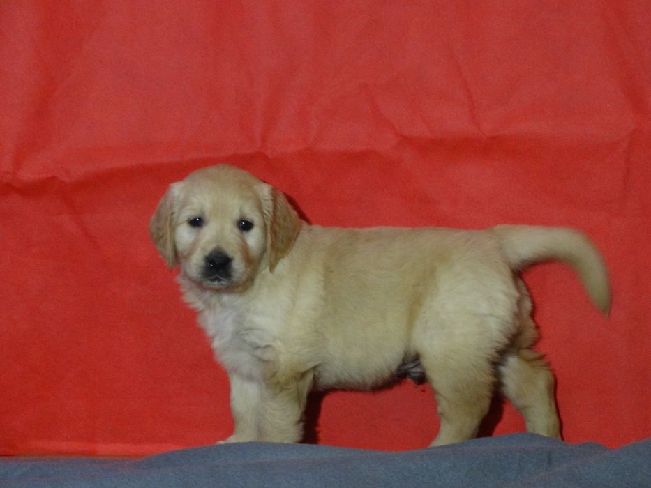 Golden retriever piesek z rodowodem