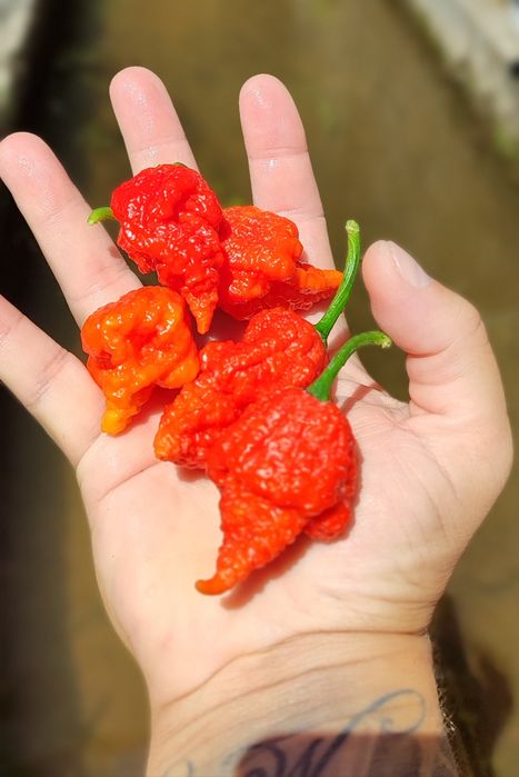 OFERTA Portes Envio , Sementes Pimentas Nucleares