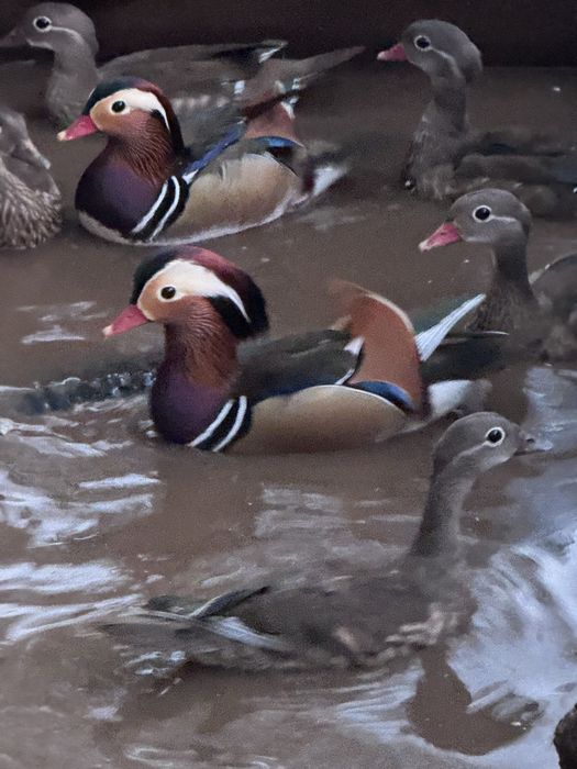 Patos mandarim disponiveis