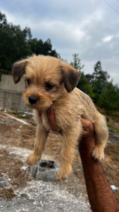 Doação de cães com 50 dias de nascidos