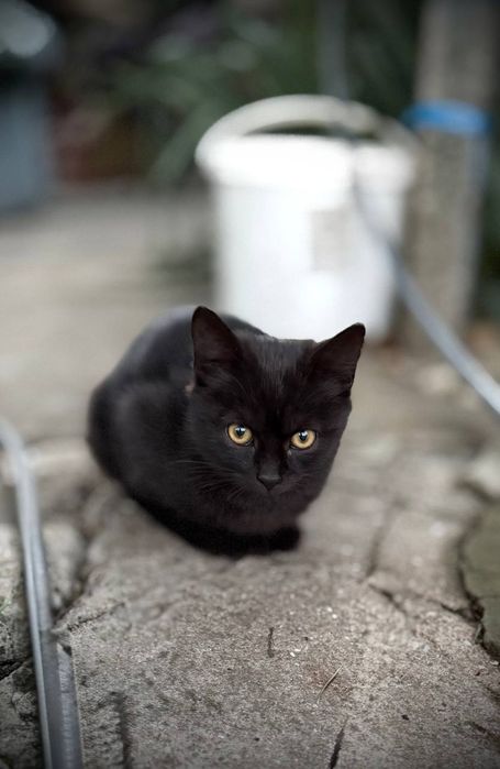 Черные котята ищут дом