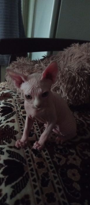 Котёнок - сфинкс