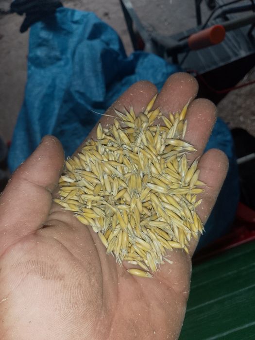 Sprzedam owies Bingo