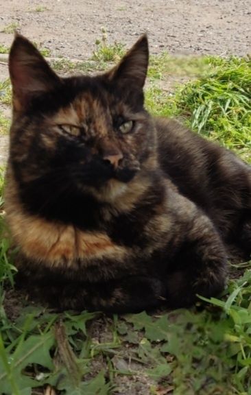 Отдам даром в добрые руки кошечку трехмастного окраса