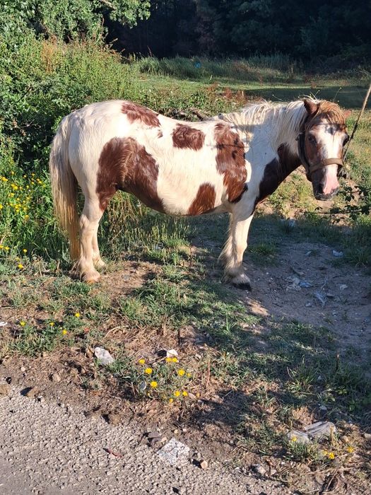 Ponei cheia malhada