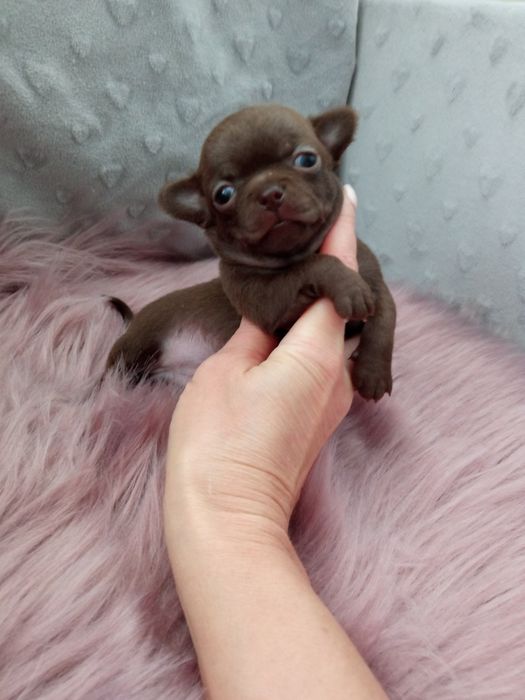 Chłopczyk krótkowłosy chihuahua cudo