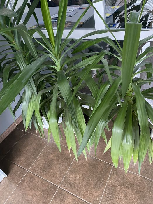 Пальма Юка 6 штук