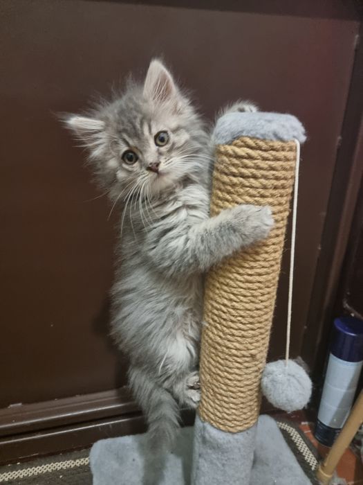 Когтеточка для котят