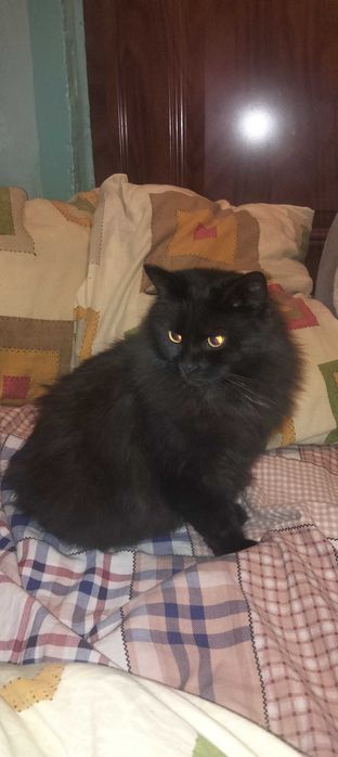 Кішка чорного кольору