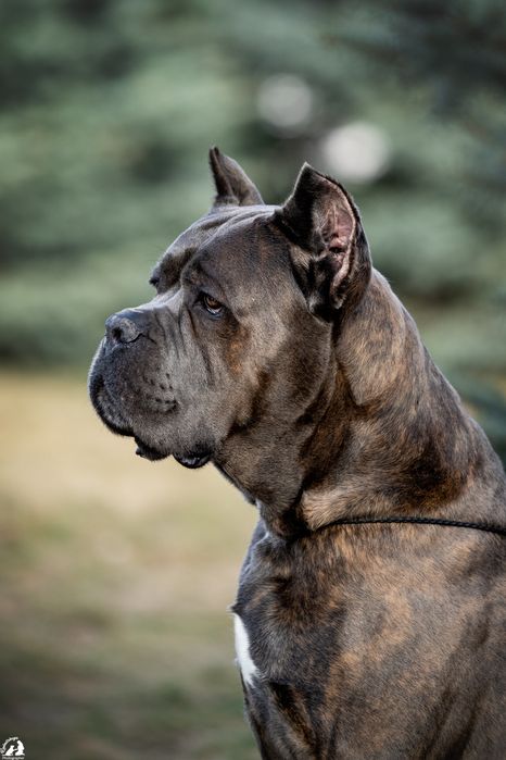 Вязка Кане корсо