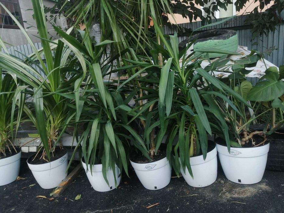 Продаю цветы в горшках