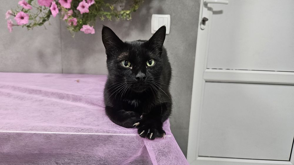 Чорна киця в добрі руки! Стерилізована