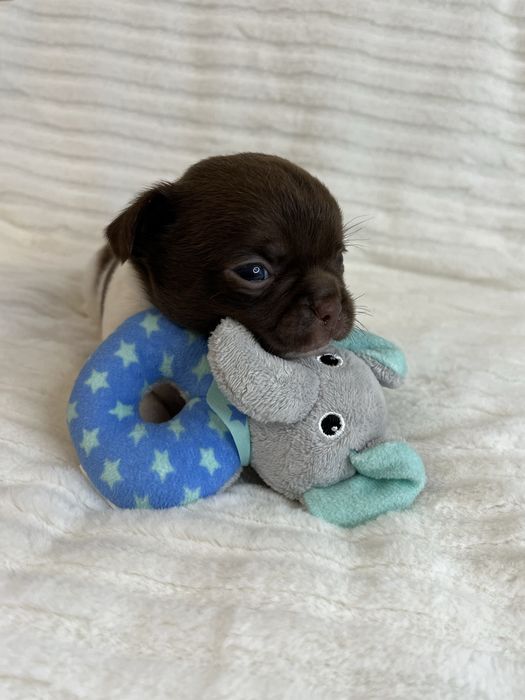 Chihuahua Macho Pelo Curto