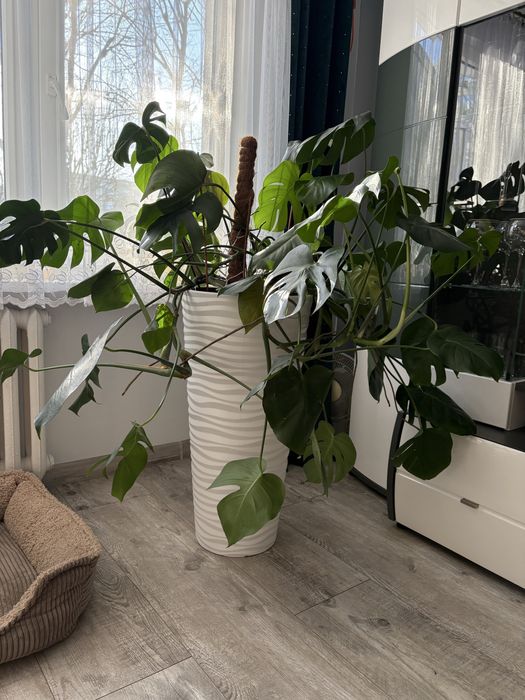 Kwiat z donicą Monstera