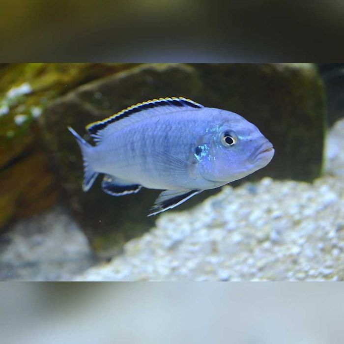 Pyszczak socolofi - Pseudotropheus socolofi
