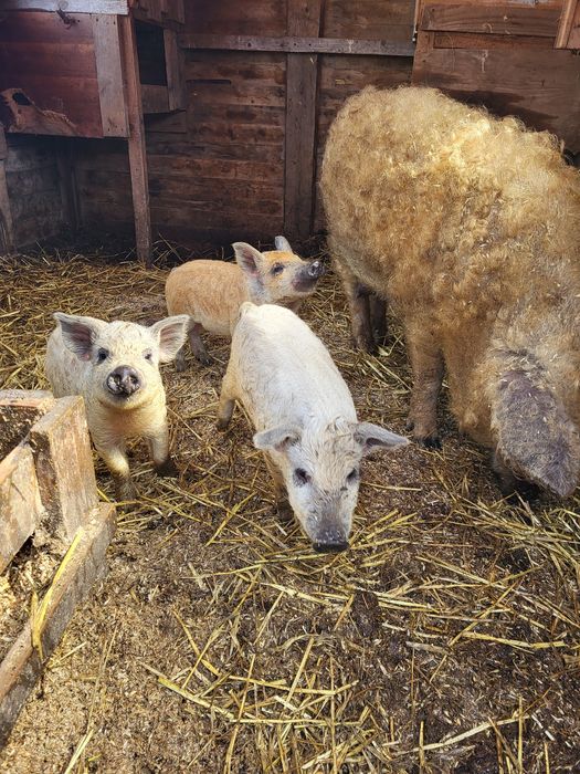 Поросята венгерська мангалиця, венгерская мангалица