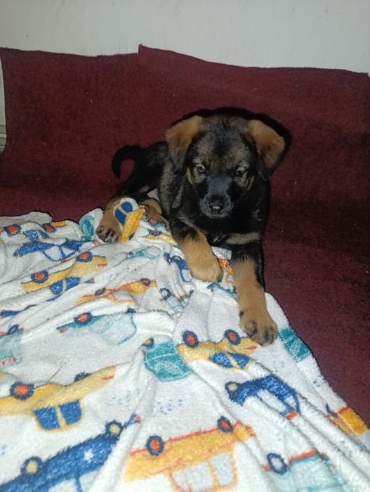 Перетримка собак