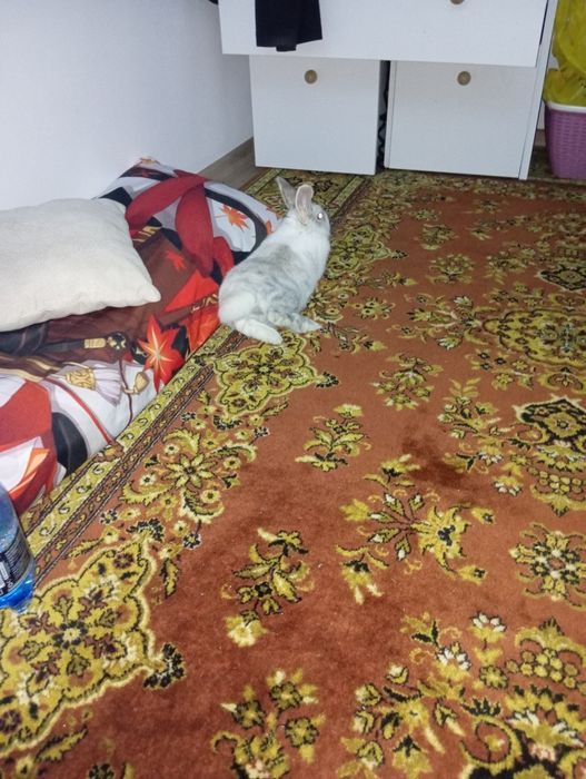 Oddam  królika,Dziewczynka ma na imię Lili
