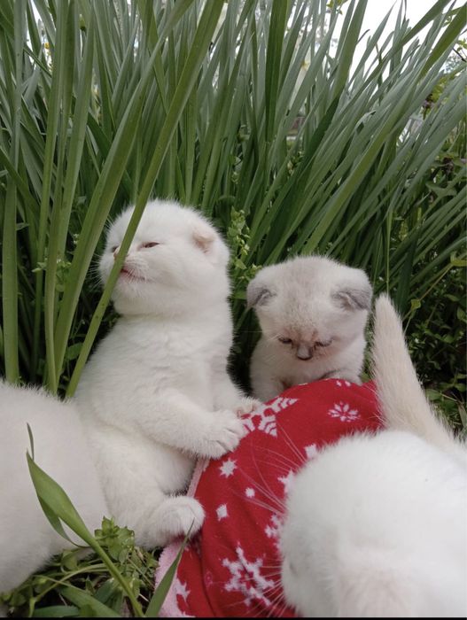 Кот для случки