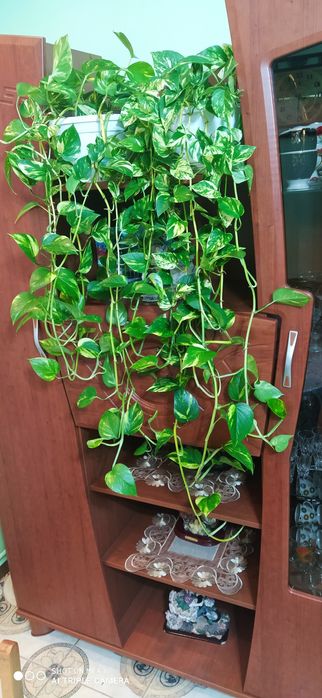 Епіпремнум , сциндапсус  .