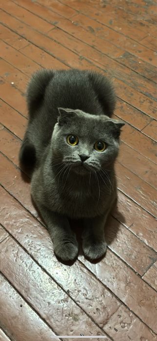 Шукаю чистого і чемного хлопця