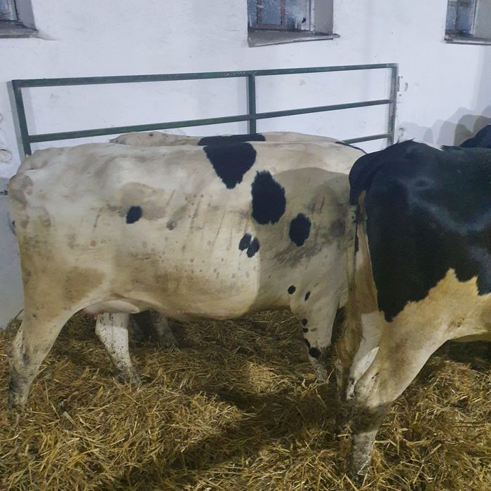 Jałówki hf jałowica cielne