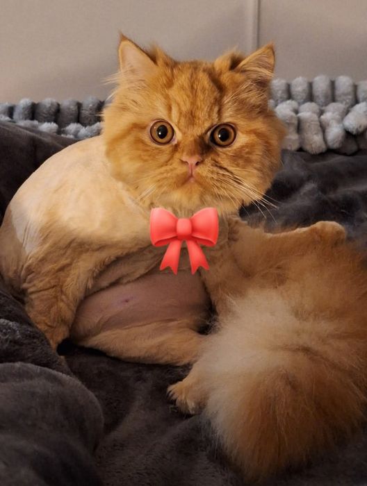 Benji Gatinho Persa Red Tabby  para Acasalar