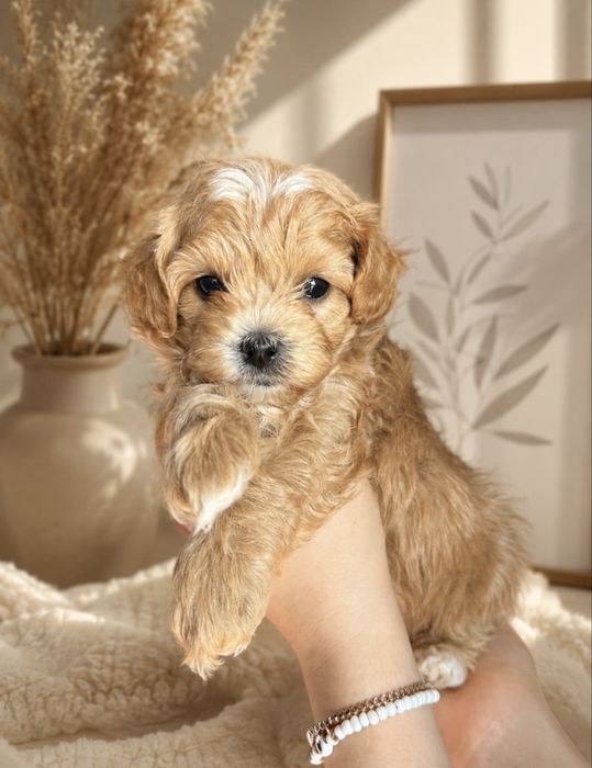 Malutka sunia Maltipoo F1