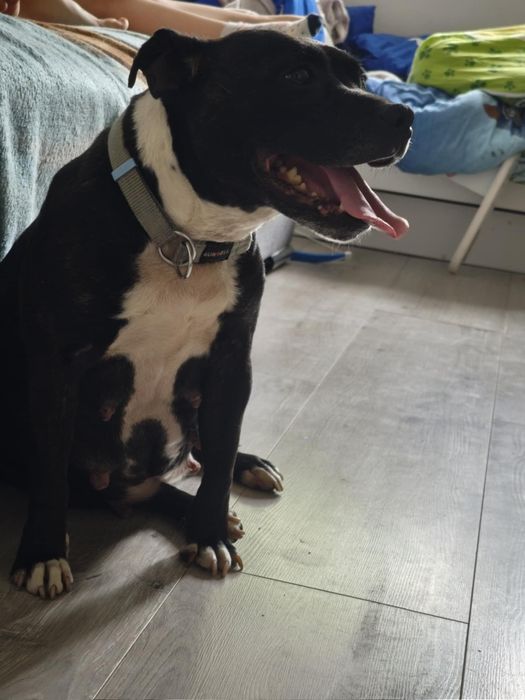 Suczka Staffordshire Bull Terrier do adopcji