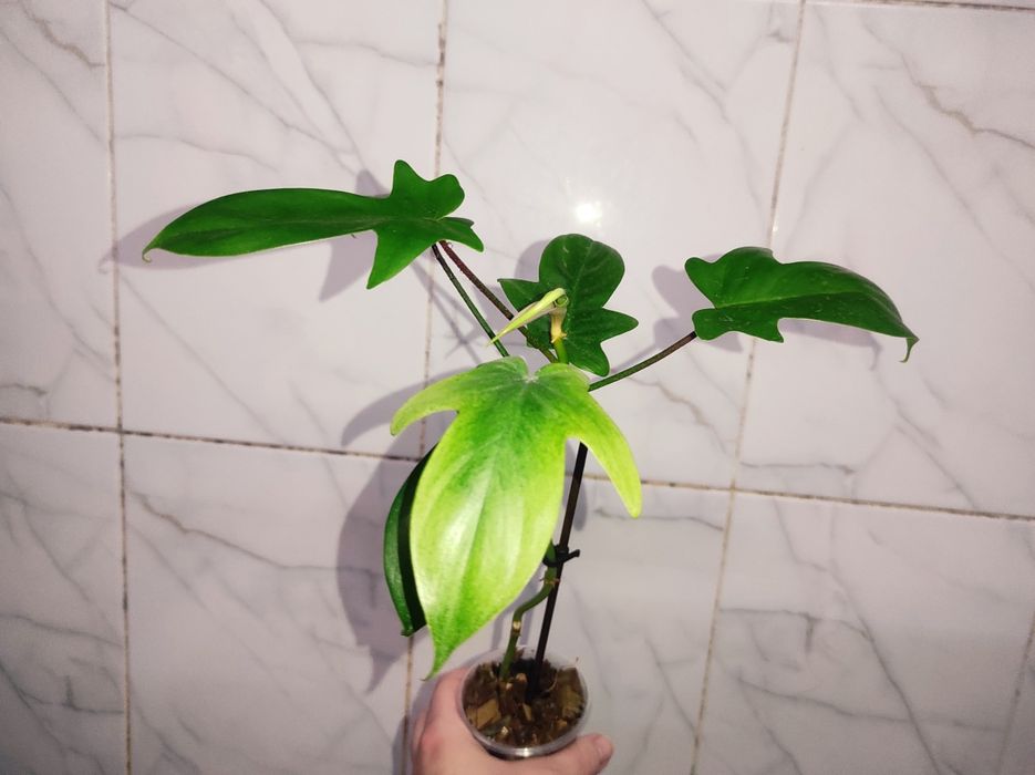 Philodendron Florida beauty alba, Florida Bronz