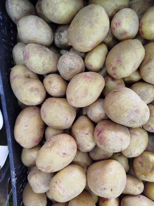 Batata Vermelha Nova - Qualidade superior