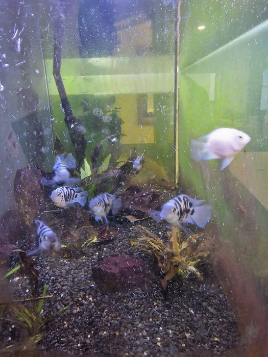 Peixes  Papagaio anão