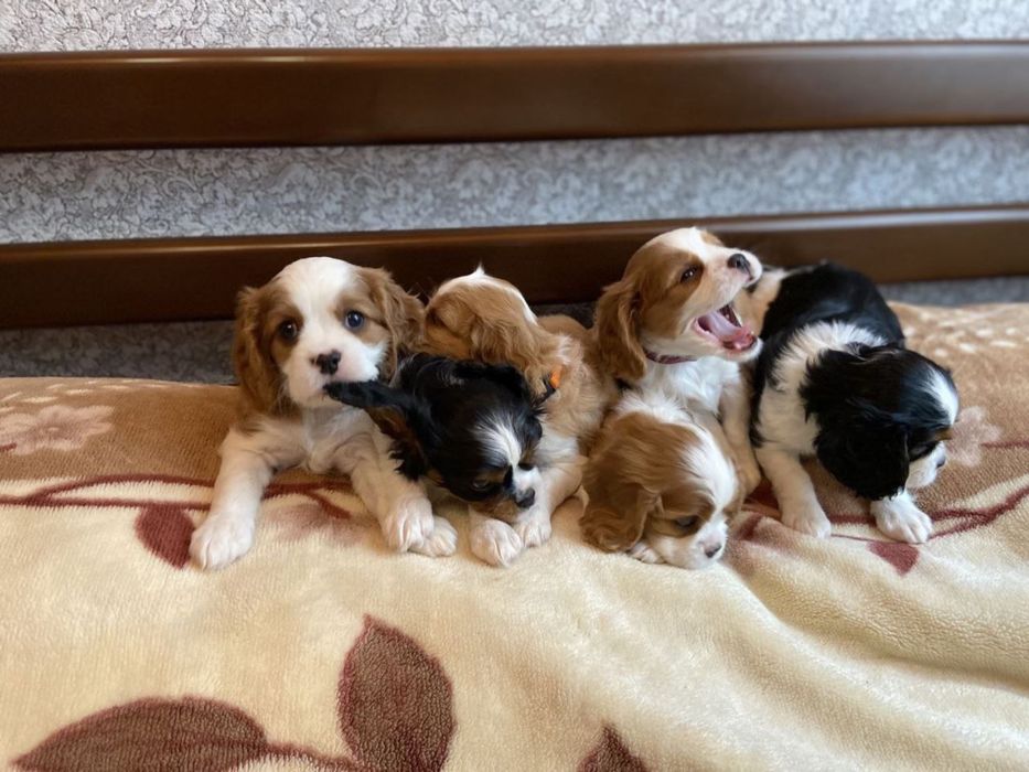 Кавалер Кінг Чарльз вязка