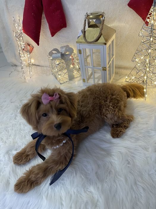 Ніжність, яка гавкає  чудові Помапу вже чекають