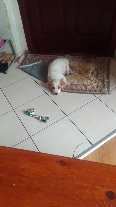 Oddam pieska w dobre ręce