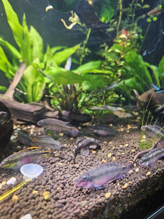 Pielegnica czerwonobrzucha