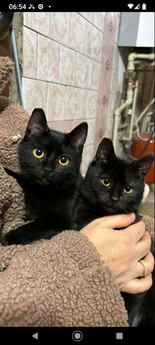 Кішечки 6 місяців