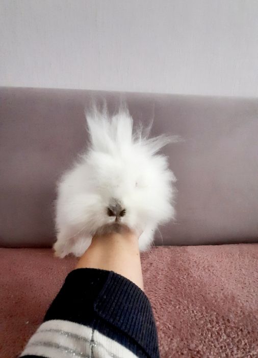 Samiczka  Karzełek Teddy