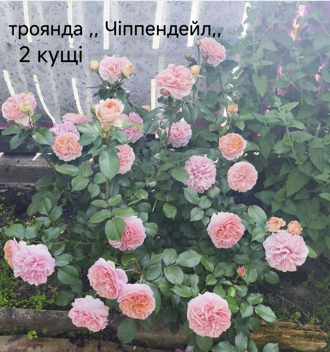 Продам   троянди