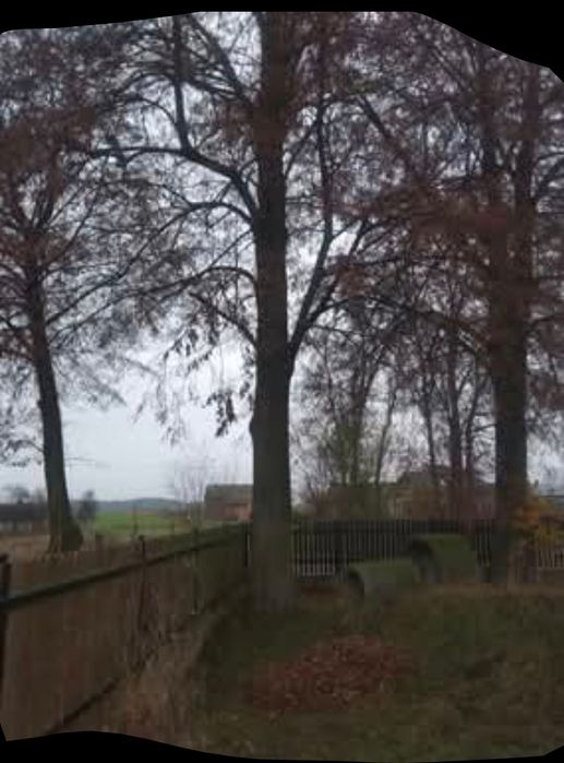 Sprzedam dwie lipy do wycięcia