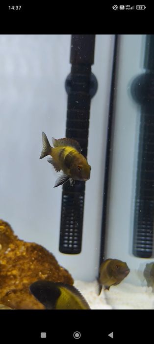 Tropheus Ikola, pyszczak tanganika