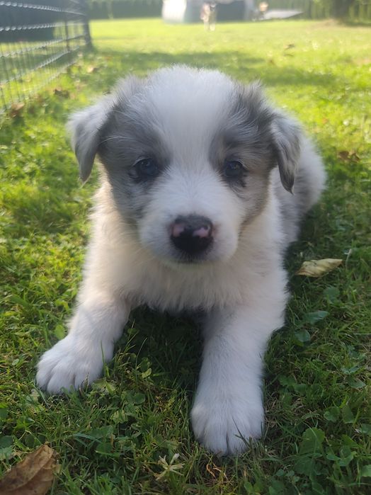 Border Collie Blue Merle Niebieskie oczy do rezerwacji