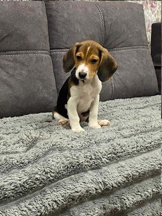 Цуценята бігля на продаж