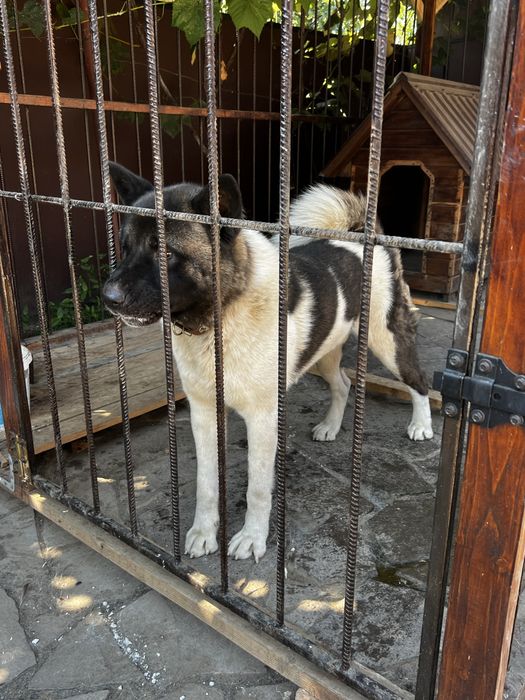 Американська Акіта , Вязка