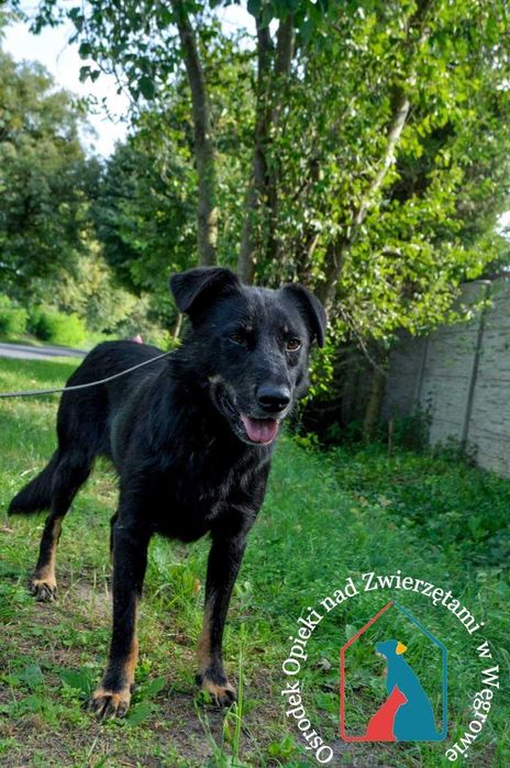 Bardzo przyjazny piesek Pedro szuka domu!