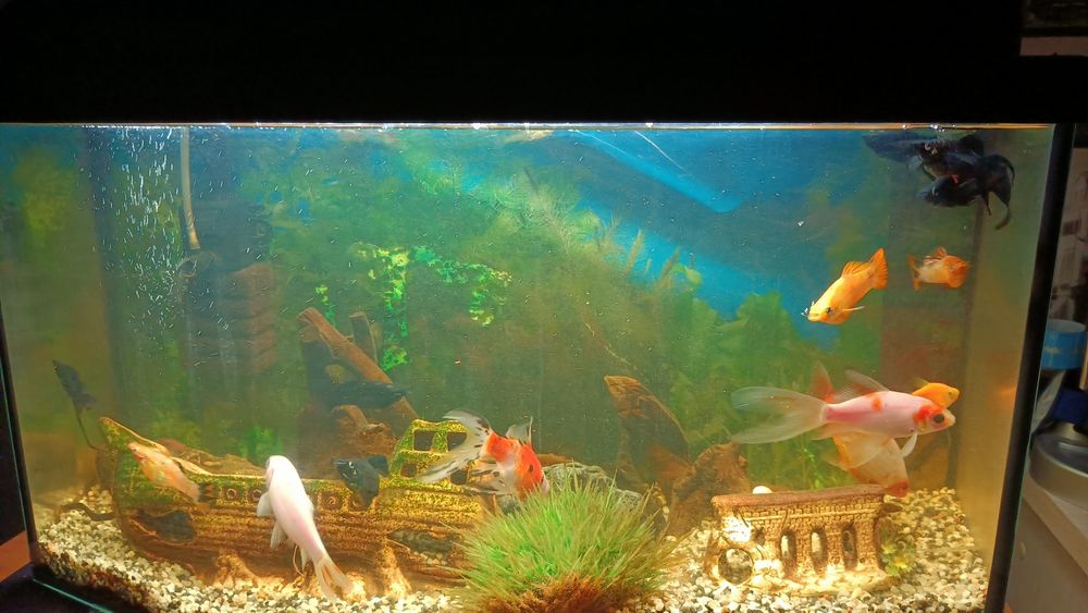 Witam sprzedam akwarium 54l kompletne .