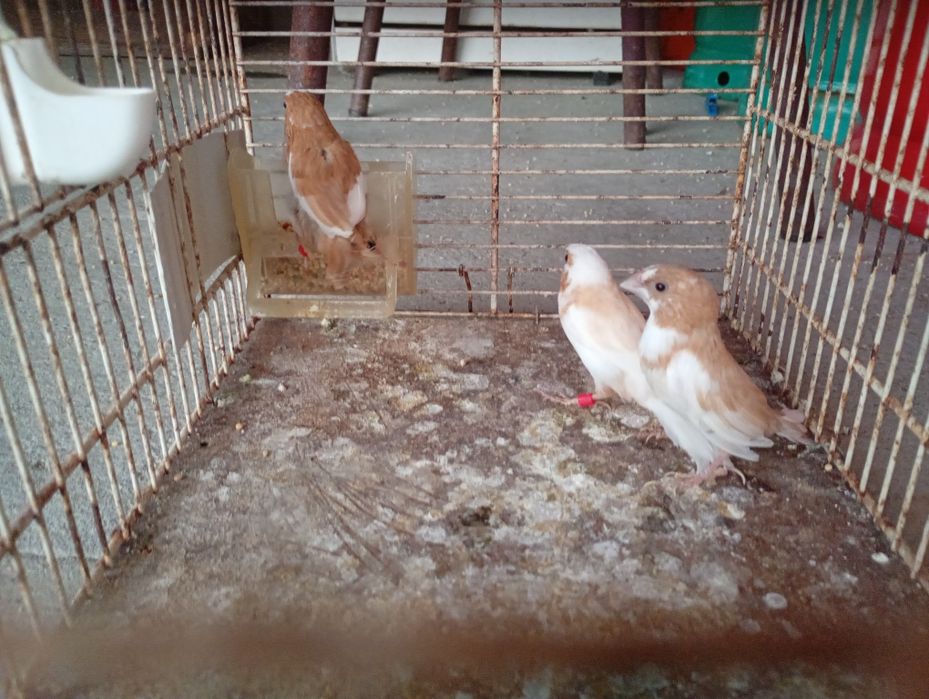 Vendo  bengalins